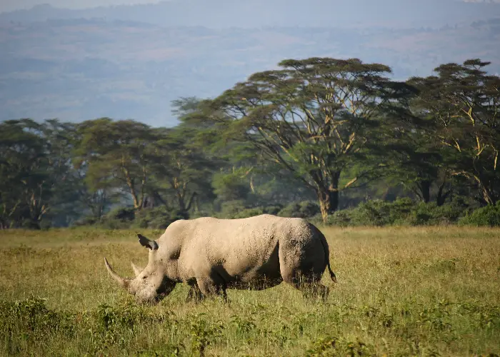 Where to Place Your Blue Rhino with Feng Shui