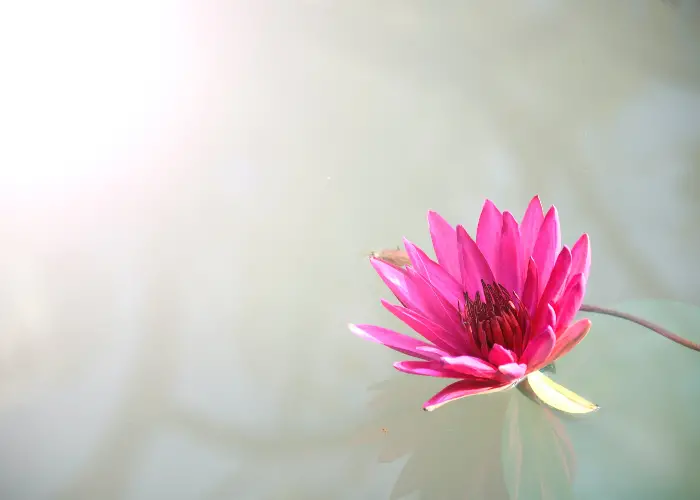 Perfect Placement: Where to Place Lotus Flower Feng Shui for Positive Energy