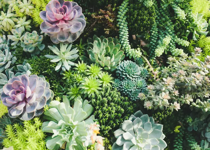 Succulents and Feng Shui: Debunking the Myth