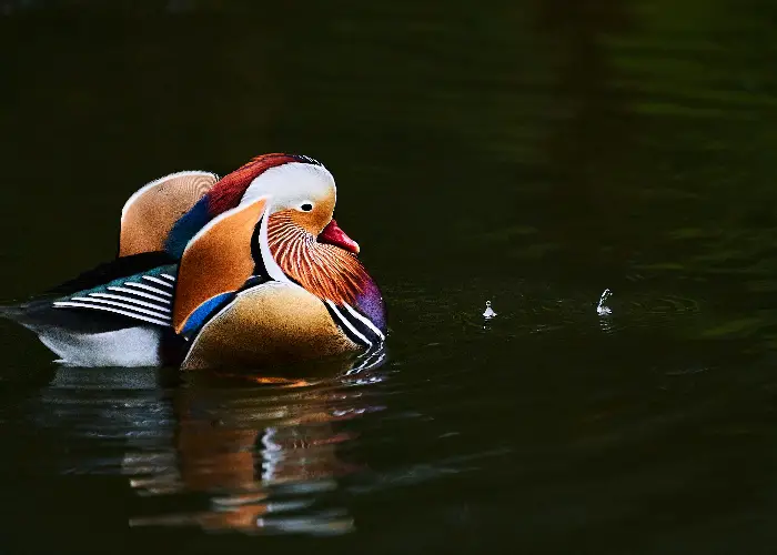  Mandarin Ducks Feng Shui 