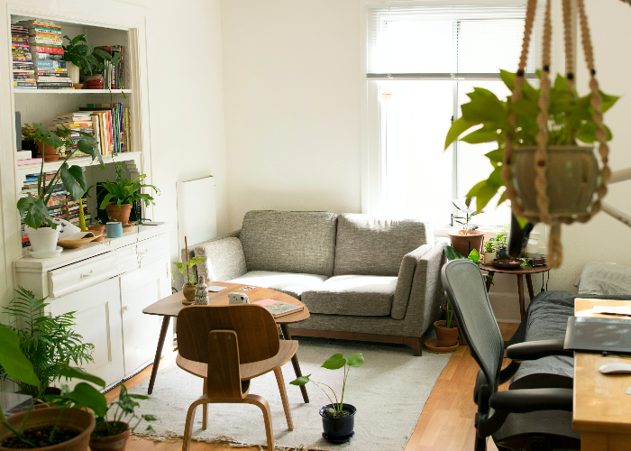 Harness the Power of Feng Shui: Where to Put Peace Lily in Your Home