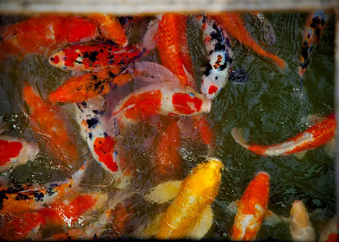 prosperity with Koi painting placement in Feng Shui