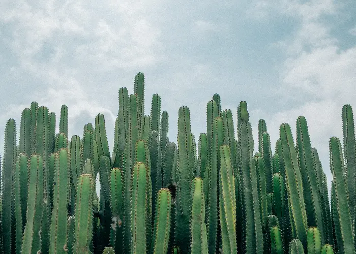 cactus plants in Feng Shui